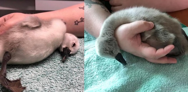 Politiet leder efter løber: Sparkede bevidst  baby svane i hovedet