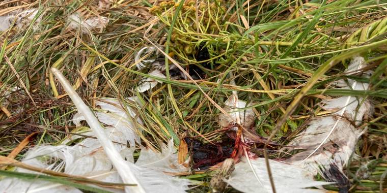 Voldsomt drab på svane: Hoved og fødder skåret af