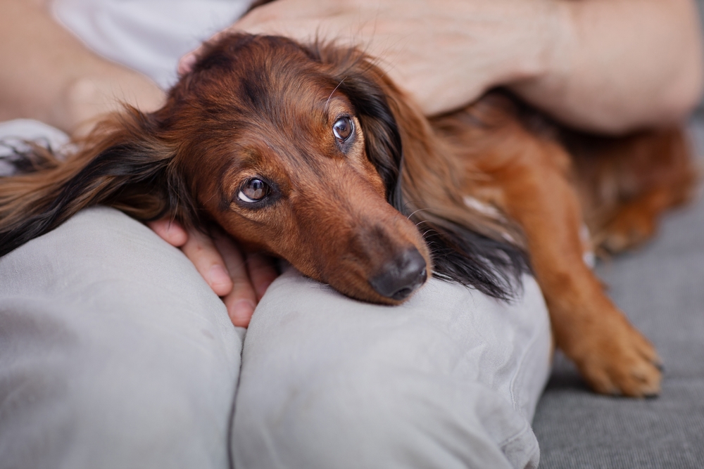 Mystisk hundesygdom spreder sig: Amerikanske dyrlæger slår alarm