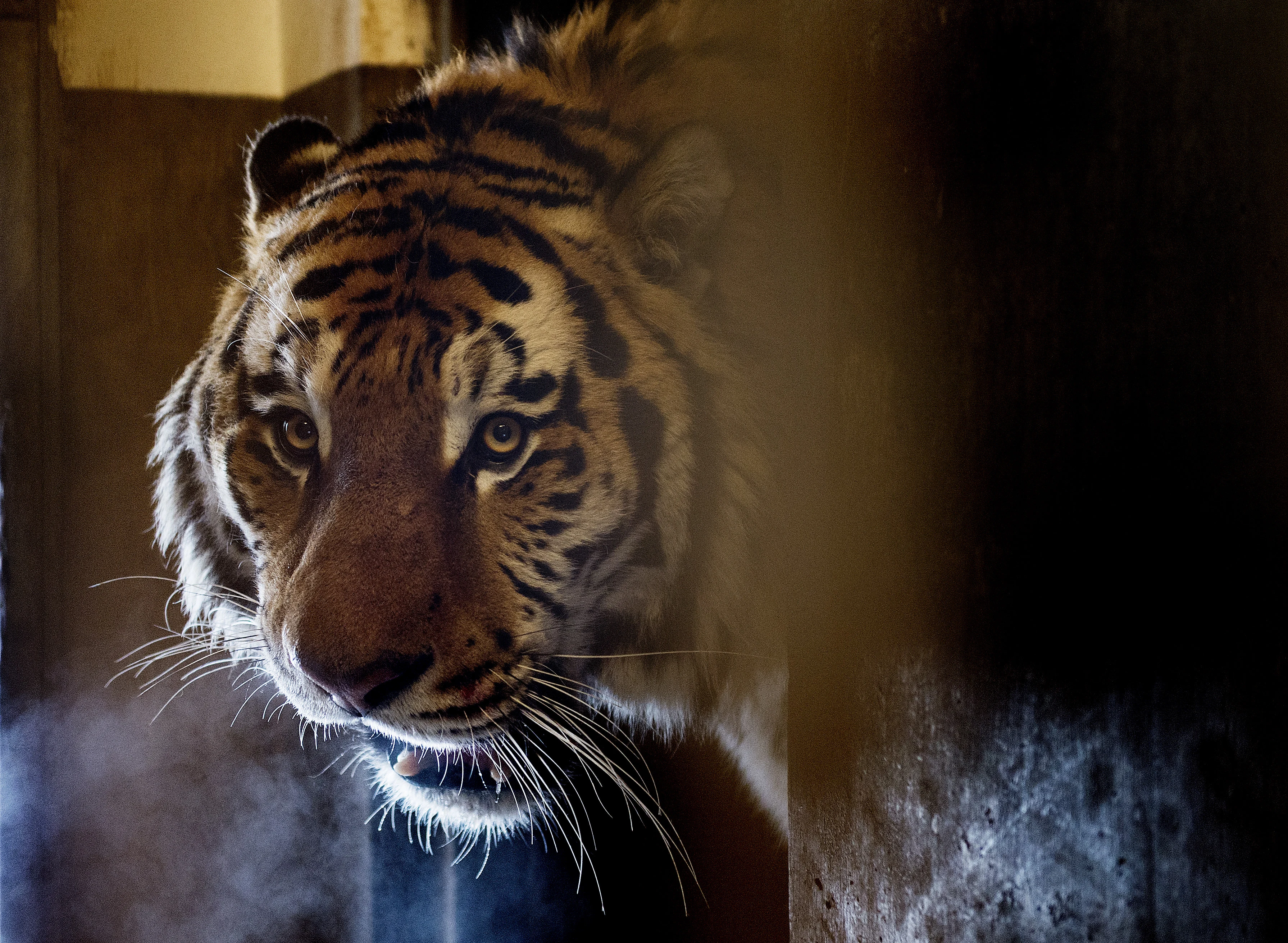 LIGE NU: Ny hantiger amok i Zoo – dræbte huntiger for øjnene af gæster