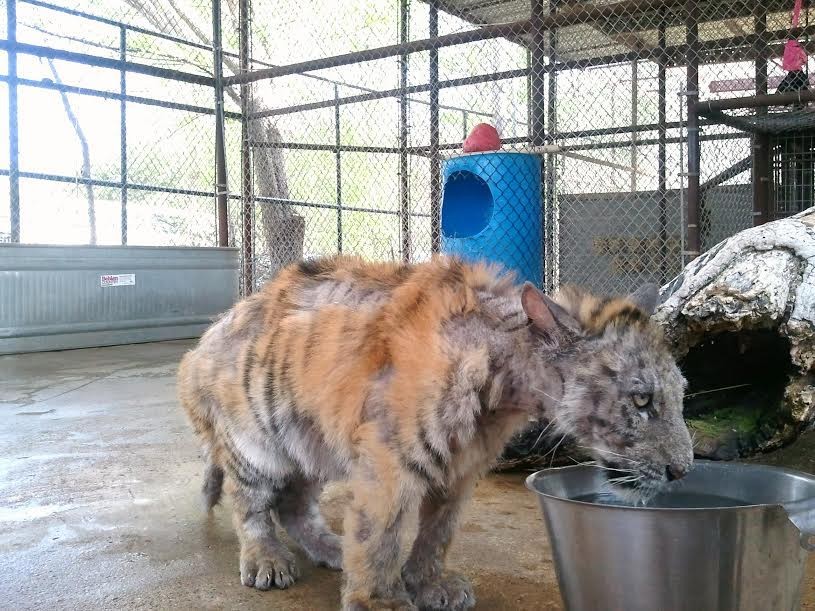 Syg tigerunge blev reddet fra cirkus: Dens forvandling er helt vild