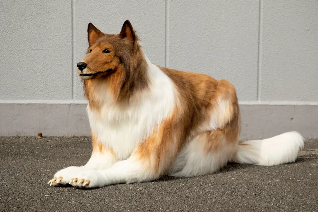Japansk mand har betalt over 100.000 kroner for at blive til en hund: Se videoen af hans første gåtur som hund her