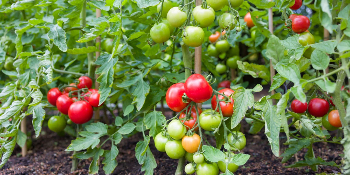 Få danskere ved det: Sådan får du tomaterne til at holde længere