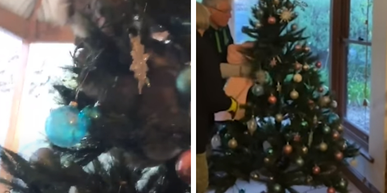 Familie gjorde levende fund i juletræ
