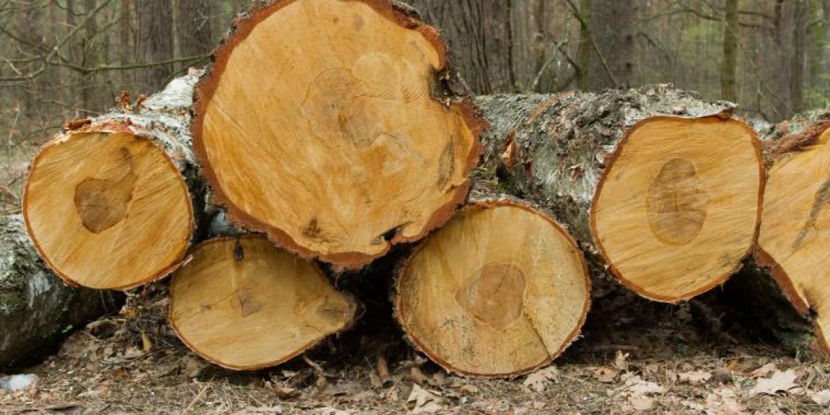 Skovhuggeren Ryan fælder et træ og gør en skrækindjagende opdagelse