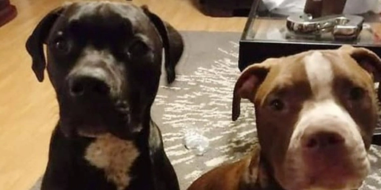 Mor kæmpede for at redde ham: 3-årig dreng bidt ihjel af hunde