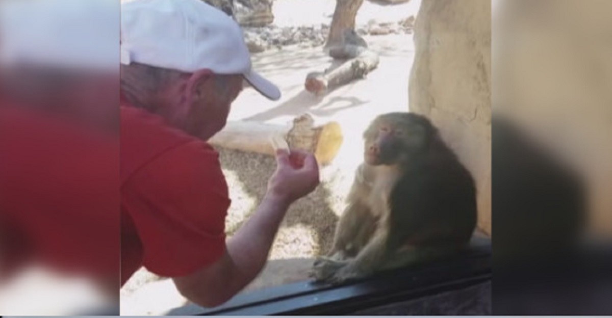 Manden tryller foran bavianen i zoologisk have: Kort efter sker det utænkelige
