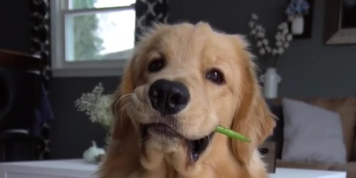 Efter populære hundevideoer på Facebook: Det må du aldrig fodre din hund med