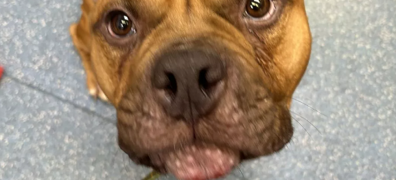 Hunden Græskar var sekunder fra at blive aflivet – men så skete et sandt mirakel