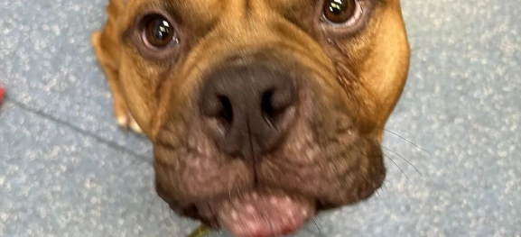 Hunden Græskar var sekunder fra at blive aflivet – men så skete et sandt mirakel