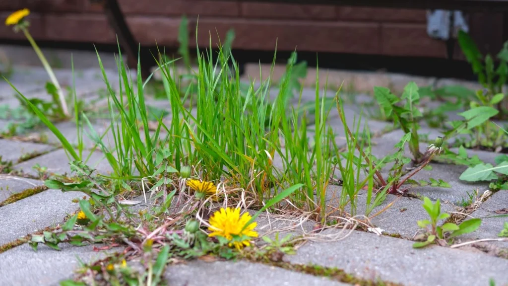 Har du ukrudt overalt på terrassen? Med dette køkkenmiddel dræber du ukrudt på rekordtid
