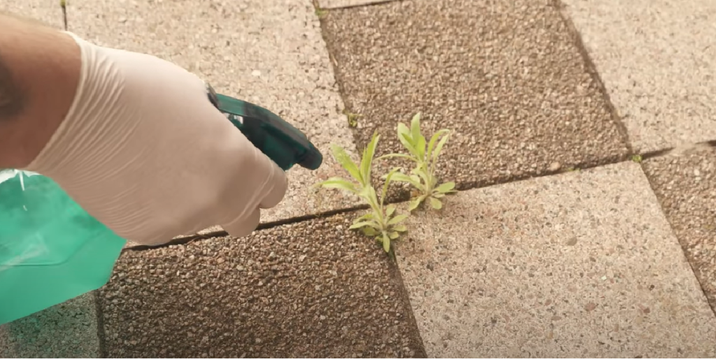 Gør endegyldigt kål på ukrudtet – og alt du skal bruge, er én madvare