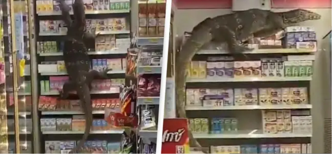 Kunder i chok: Kæmpeøgle invaderer supermarked