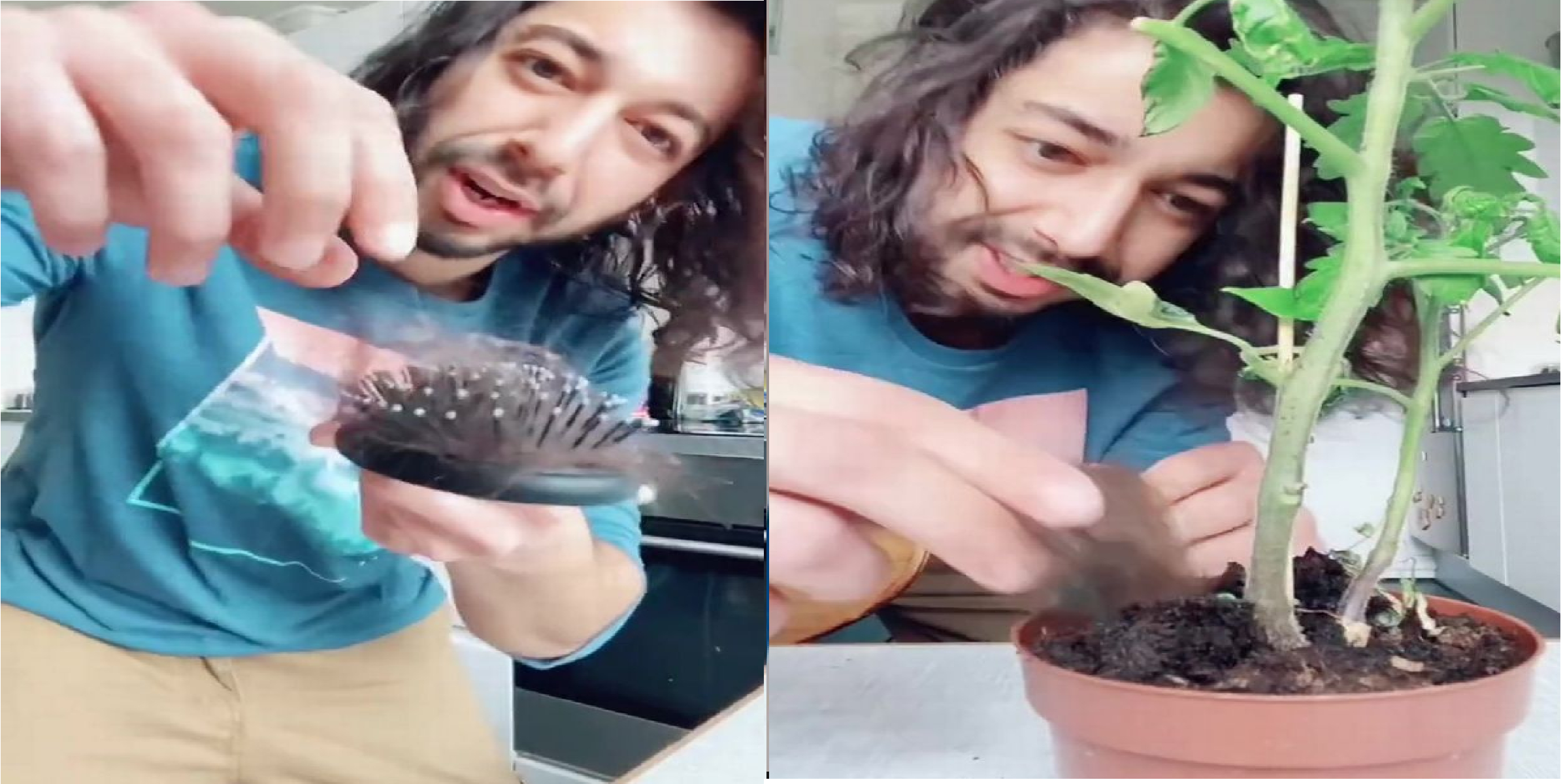 Mand afslører: Sådan bruger du hår til at genoplive planter
