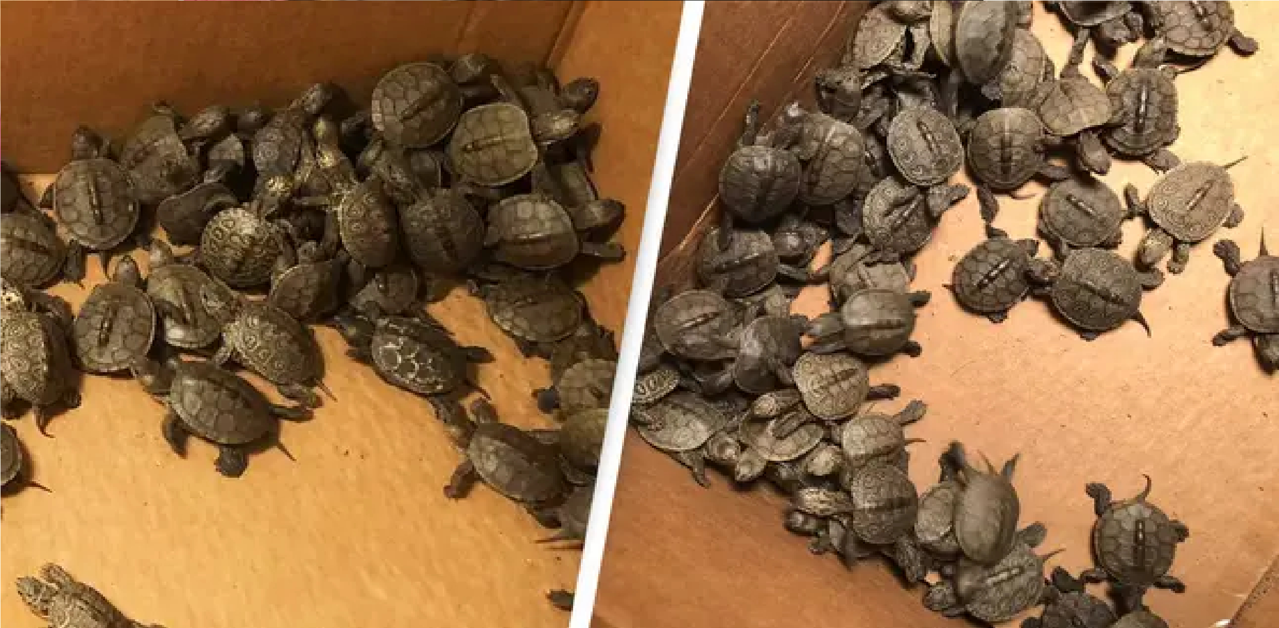 Dyrevenner i aktion: Redder over 800 babyskildpadder fra kloakken