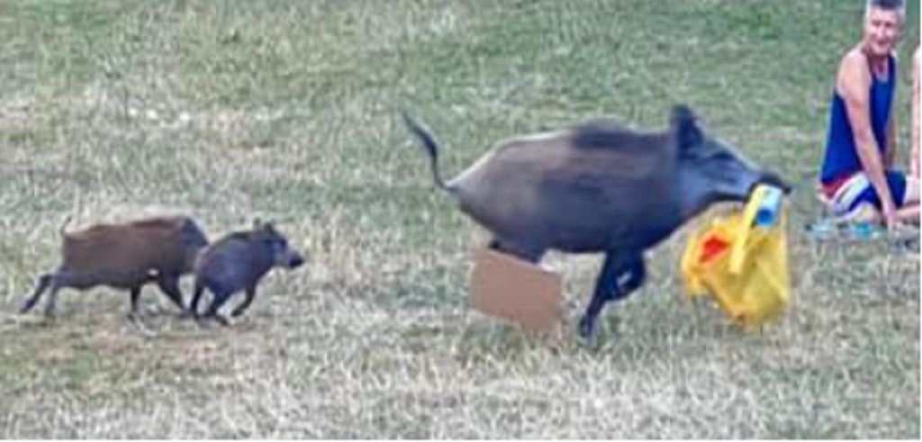 Nøgen mand jagter vildsvin: Du gætter aldrig hvorfor