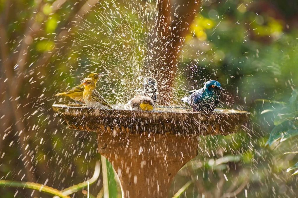 Vildmarksbad: Den ultimative kombination af afslapning og natur