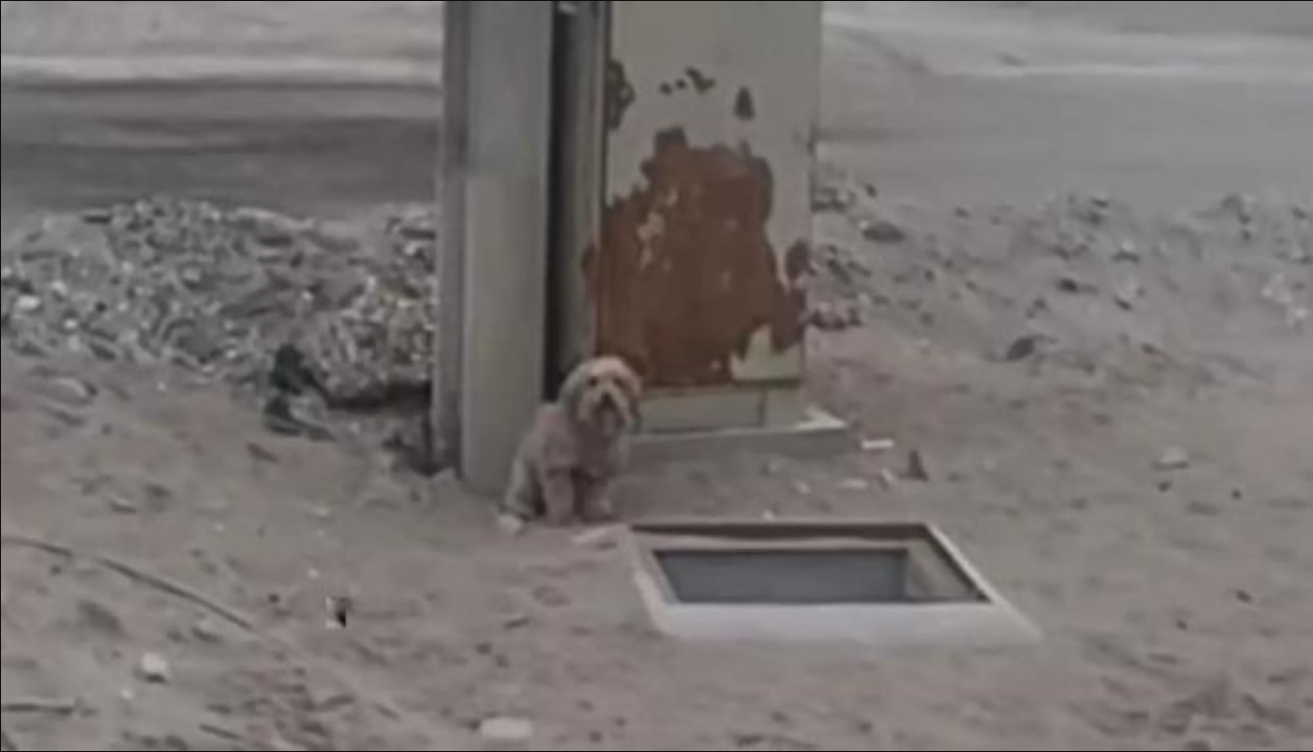 Hunden sad på den forladte byggeplads og nægtede at gå: Ejeren forstod ikke hvorfor