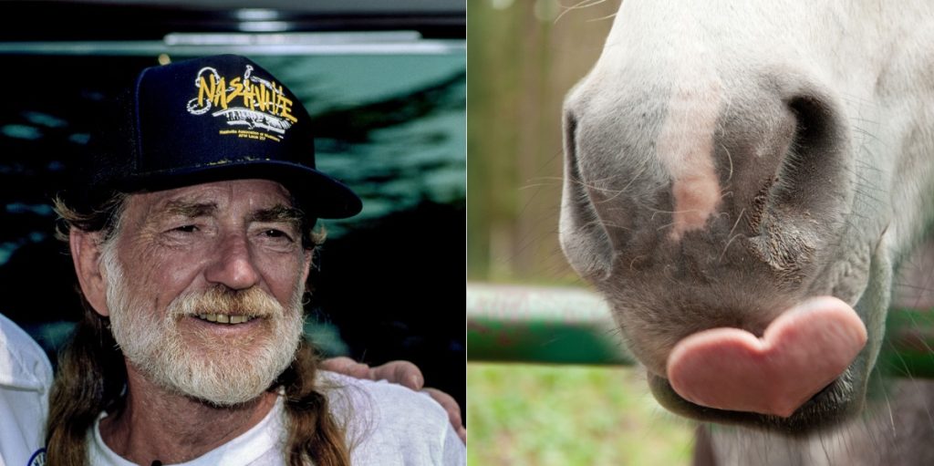 Willie Nelson reddede 70 heste fra et slagteri for at lade dem gå frit omkring på hans ranch i Texas