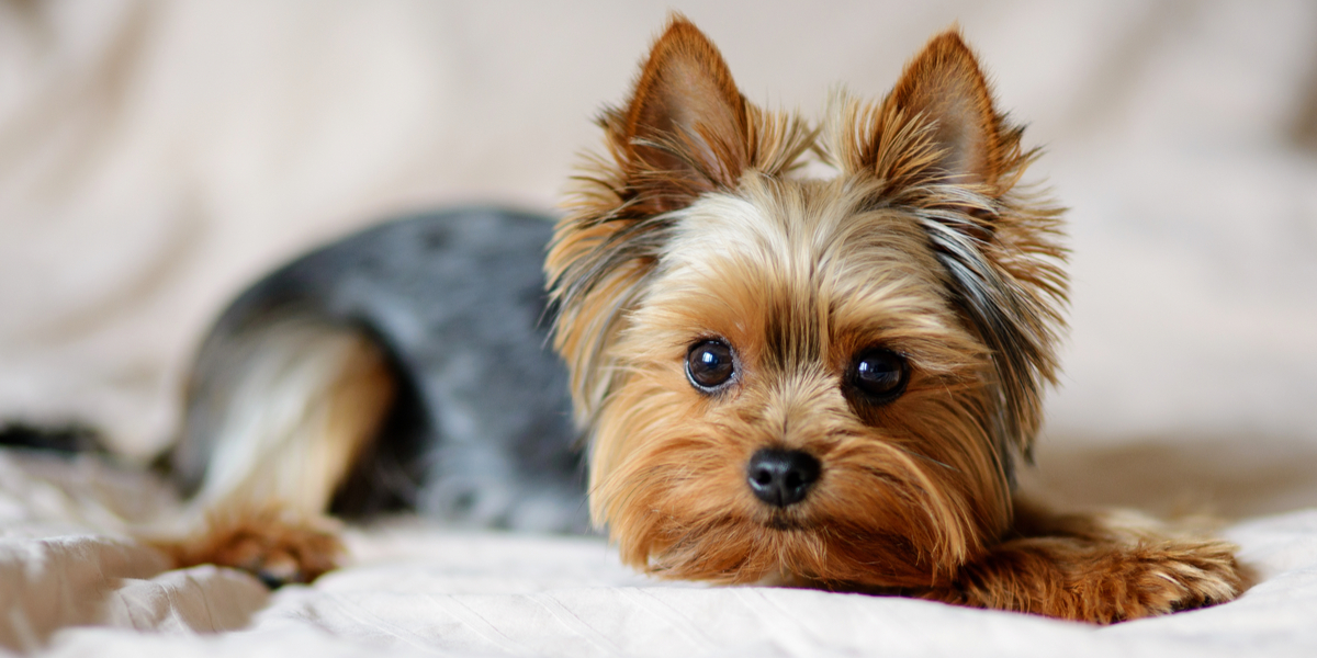 Lille hund stukket ihjel: Politiet kan ikke bekræfte, at der er oprettet sigtelse