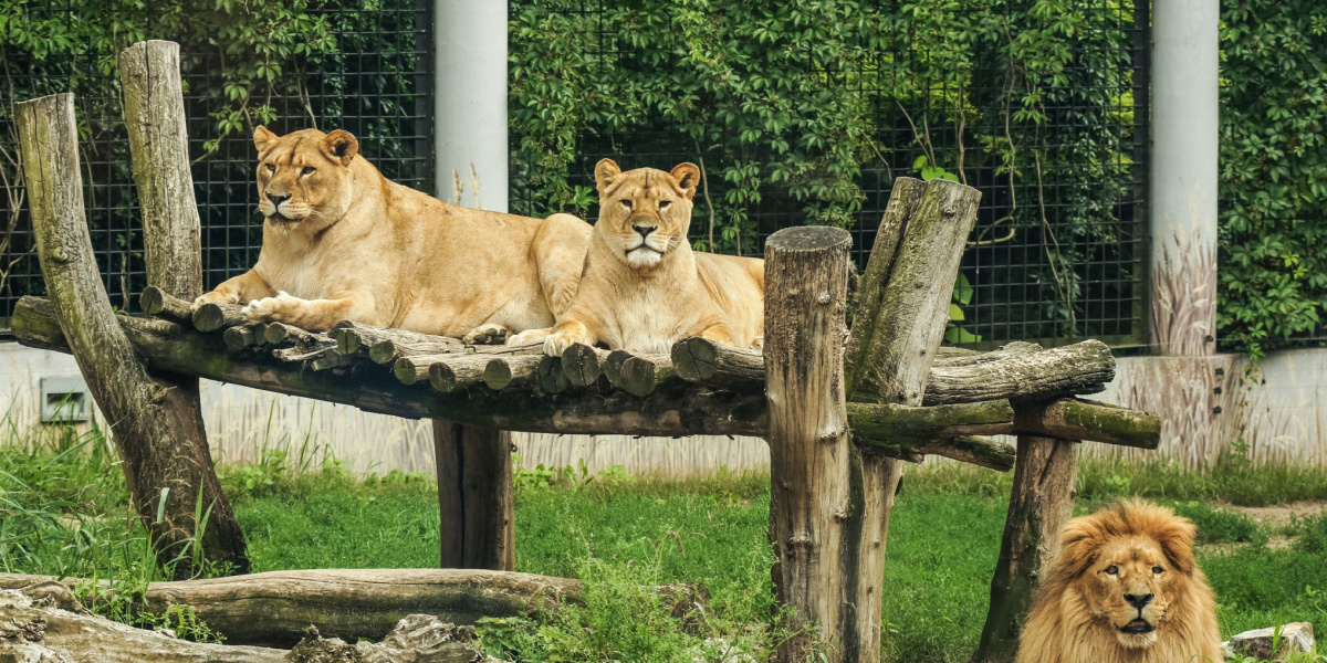 Stort drama i Zoo