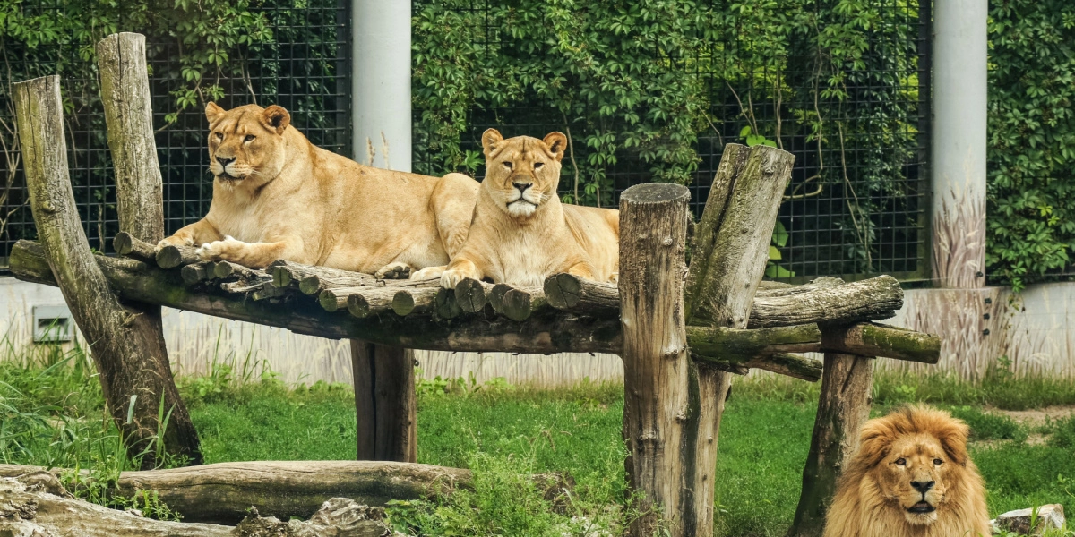 Stort drama i Zoo