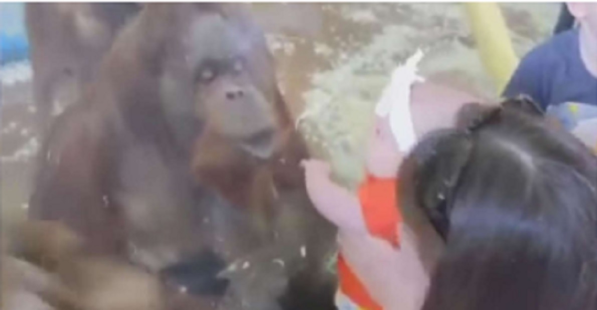Dyrepasser viser baby frem foran orangutang: Vent til du ser den hjerteskærende reaktion